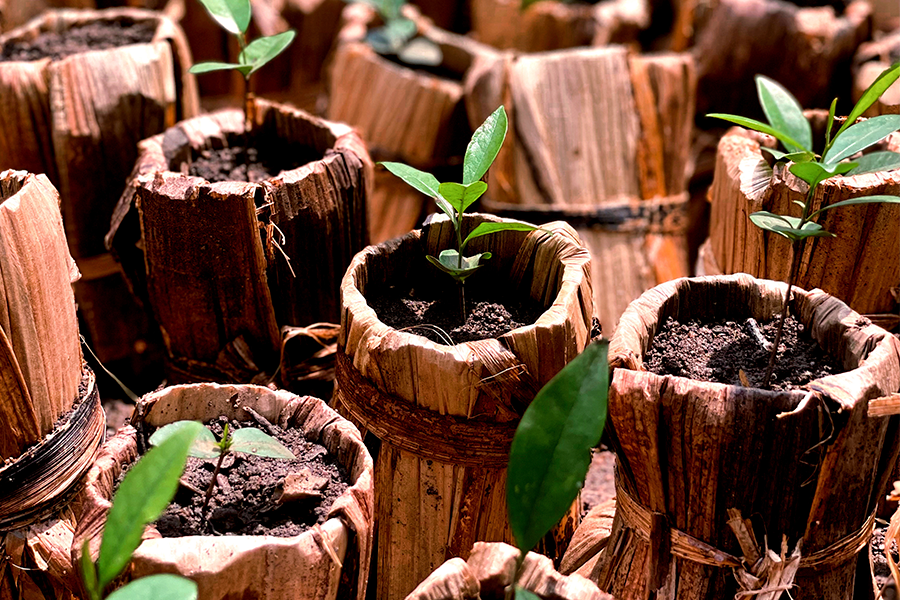 proyecto_reforestacion